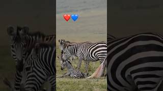 The Birth of a Baby Zebra A Mothers Journey [upl. by Renfred]