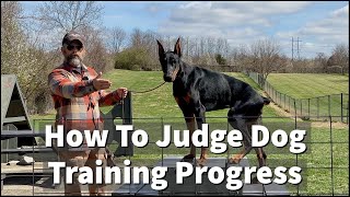 How To Judge Dog Training Progress  Apprentice Training Session Excerpt [upl. by Pogah299]