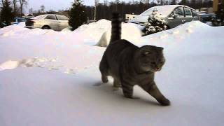 Cat meets snow and does not like it [upl. by Ahsikin]