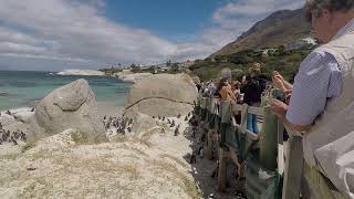 African penguins  Boulder Beach [upl. by Dreeda]