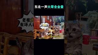 在東北叫一聲「大哥」究竟有多好使 meme小劇場 東北人 貓meme funny cat 貓meme小劇場 貓meme小劇場 搞笑 [upl. by Norahc]