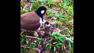 Red wattled lapwing bird New born chicks enjoyed leaving under mother wings [upl. by Lilia]