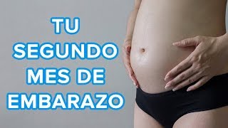 Tu segundo mes de embarazo  Así crece tu bebé así cambia tu cuerpo 🤰 [upl. by Lleznod779]