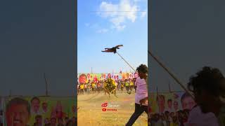 Salem jallikattu shortsfeed [upl. by Elenore]