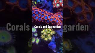 Zoa garden in reef tank coralreef shorts reeftank [upl. by Orlene79]