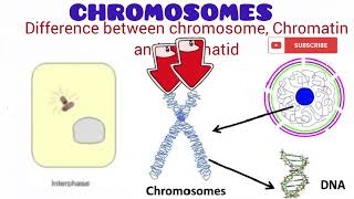 Chromosome [upl. by Celestyna339]