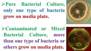 Different between Pure Bacterial Culture and Contaminated or Mixed Bacterial Culture [upl. by Ditmore558]