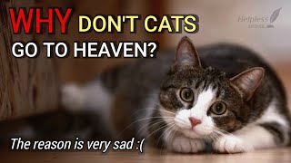 Why Dont Cats Go to Heaven The Reason is Very Sad [upl. by Annil]