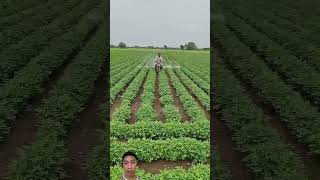 TIPS Smart pesticide spraying shortsfeed shortvideo youtubeshorts farmer shots nongdan [upl. by Christalle840]