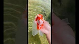 Goldfish Hand breeding how to breed goldfishbreeding goldfishshorts aquarium fishtank fish [upl. by Atilegna]