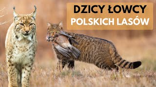 Czy w naszych lasach polują dzikie koty Tak [upl. by Candice]