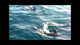 Playful Dolphin around the boat at Topsail Island NC part 2 [upl. by Erodoeht]