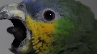 Orange winged amazon parrot [upl. by Deegan544]