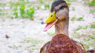 Ducks Quacking Excitedly Announce FOOD is COMING [upl. by Alegre396]