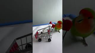 Bird Training  Smart lovebird Parrot  Smart Little Cute Parrot training smartparrot cute [upl. by Angid973]