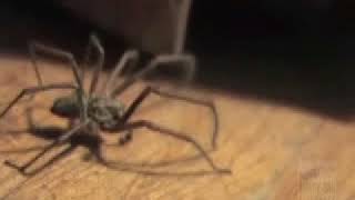 House Spider [upl. by Johm937]