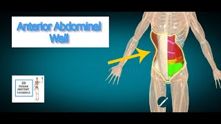 Anterior Abdominal Wall I Human Anatomy Tutorial [upl. by Gastineau]