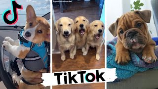 Dogs Doing Funny Things TIK TOK Compilation  Cutest Doggos of TikTok  Puppies  Doggonit [upl. by Muns]