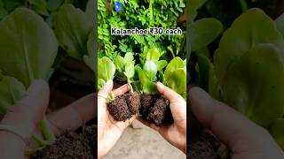 Seedlings of flowering plants ₹20₹30 each shorts winterflower youtubeshorts [upl. by Ehtnax]