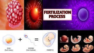 Fertilization Of Egg amp Sperm in Human  Fertilization Embryology Conception ExplainedImplantation [upl. by Ahsitauq]