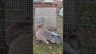 Тренировка rabbitry bunny rabbitfood animals rabbit wildlife rabbitfarming кролики farming [upl. by Boy81]