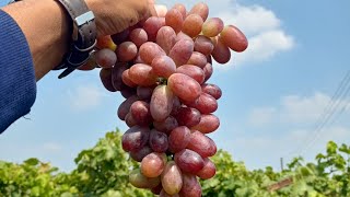 Crimson seedless harvested First year cropcrimsonseedlessgrapes redgrapes harvest youtubeshorts [upl. by Hakim]