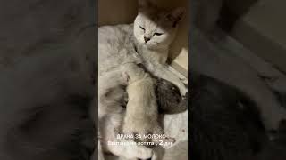 Funny Cats British Shorthair Chinchilla Cattery We have new kittens funnycats britishcat [upl. by Berry]