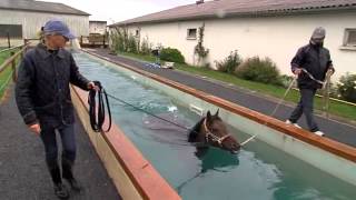 Hipposea une entreprise de balnéothérapie équine près de Lisieux [upl. by Thilde476]