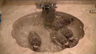 Bath time for 9 week old African pygmy hedgehogs [upl. by Schear]