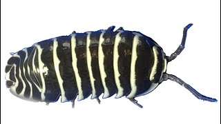 Zebra Isopods Armadillidium maculatum Care Guide [upl. by Gagliano]