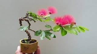 Albizia Julibrissin Mimosa Bonsai [upl. by Davie]