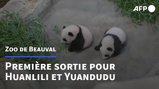 Les bébés pandas du zoo de Beauval font leur première sortie publique  AFP [upl. by Karb]