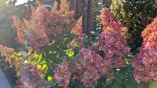 Panicle Hydrangeas with Stunning Early Fall Colour Fire Light amp Lavalamp Flare Hydrangeas [upl. by Okemak]