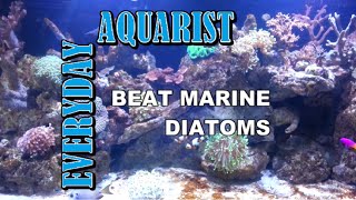 How To Kill Marine Aquarium Brown Algae amp Diatoms [upl. by Rihana]