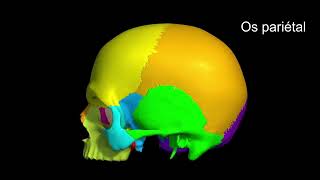 Ostéologie du crane [upl. by Eldridge]