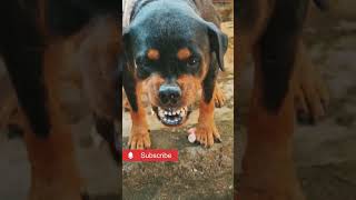 angry dog barking and growling shorts viralvideo dog angrydog angry rottweiler [upl. by Arreyt]