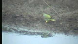 African Greenpigeon Treron calva [upl. by Katerina]