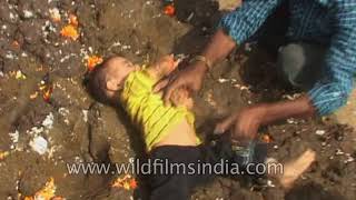 Children put on a pile of cow dung in a ritual in Central India for blessings of Gau mata [upl. by Niro]