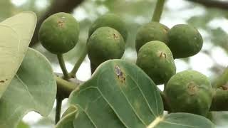 FIGUEIRA BRAVA FICUS INSIPIDA MATAPAU WILD FIG FIGUEIRA BRANCA GAMELEIRA QUAXINDUBA APUÍ [upl. by Elbys]