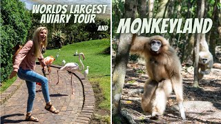 GARDEN ROUTE  SOUTH AFRICA  Birds of Eden and Monkeyland  visiting the worlds largest aviary [upl. by Amaryllis]