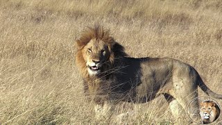 Southern pride males are ready to take over the N’wanetsi lion pride in Kruger National Park [upl. by Biamonte]