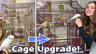 SETTING UP MY BUDGIE’S NEW CAGE  Pearl gets an upgrade [upl. by Aynekat]