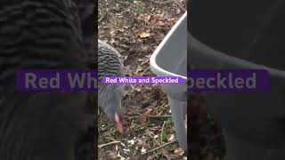 Cheap nesting boxes  chickens on a budget 💰 chicken backyardchickens backyardchicken hen [upl. by Ehcadroj420]