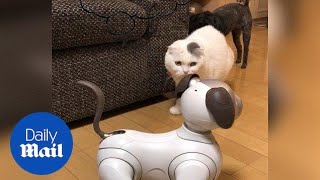 Hilarious moment cat and dog are confused by robot dog  Daily Mail [upl. by Enreval89]