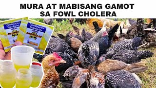 Mura at mabisang gamot sa fowl cholera [upl. by Okika744]