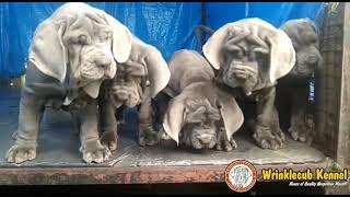 Top high quality NEAPOLITAN MASTIFF puppies for sale [upl. by Yenoh97]