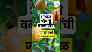 जायफळ  Myristica fragrance H  औषधी वनस्पती  Medicinal plant [upl. by Ronna]