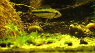 Apistogramma Trifasciata wild with fry [upl. by Nnyleve]