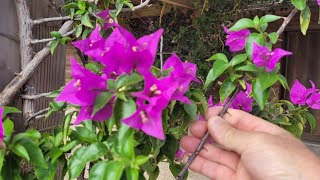 Comment bouturer le bougainvillier par un des meilleurs jardiniers qui ma renseigné [upl. by Oulman]