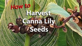 How and When to Harvest Canna Lily Seeds and Grow Them Into Plants Plus Propagating Canna Rhizomes [upl. by Emmalynn]